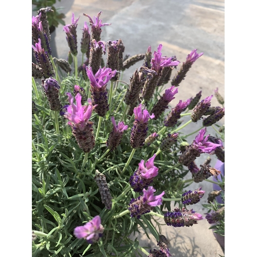 120 - TWO LAVANDULA STOECHAS LUSITANICA (FRENCH LAVENDER) + VAT