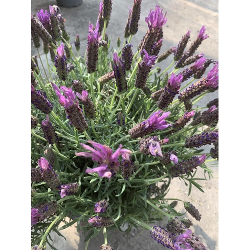 121 - TWO LAVANDULA STOECHAS LUSITANICA (FRENCH LAVENDER) + VAT