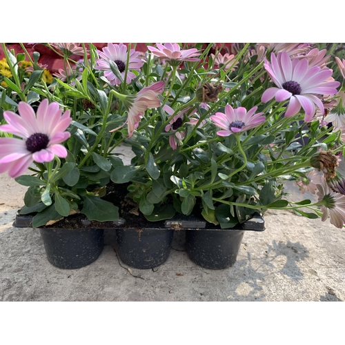 122 - TWENTY FOUR OSTEOSPURMUM PLANTS + VAT