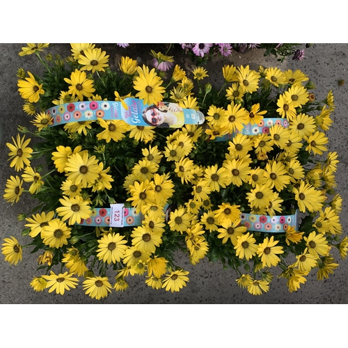 123 - TWENTY FOUR OSTEOSPURMUM PLANTS + VAT