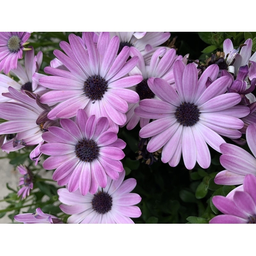 124 - TWENTY FOUR OSTEOSPURMUM PLANTS + VAT