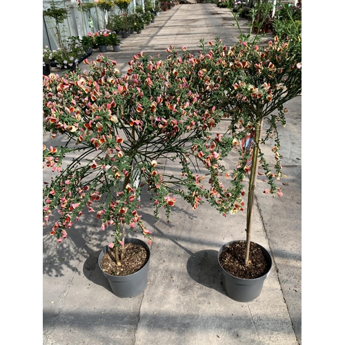 125 - TWO STANDARD CYTISUS IN 5 LTR POTS + VAT