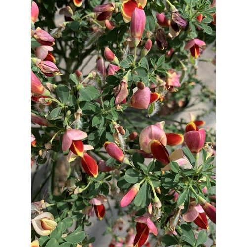 125 - TWO STANDARD CYTISUS IN 5 LTR POTS + VAT