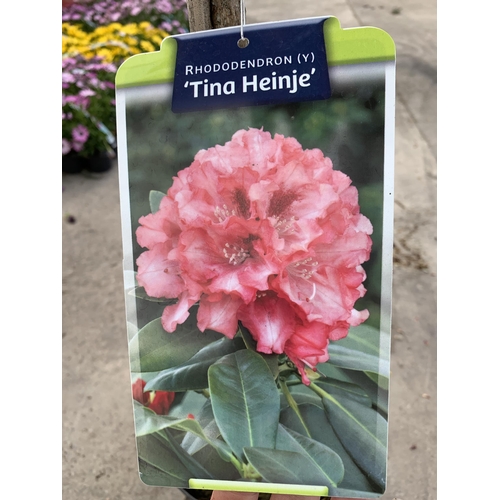 126 - TWO RHODODENDRON TINA HEINJE IN 7.5 LTR POTS + VAT