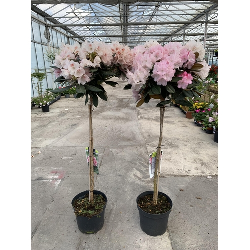 126 - TWO RHODODENDRON TINA HEINJE IN 7.5 LTR POTS + VAT