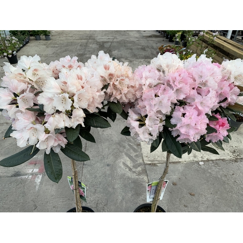 126 - TWO RHODODENDRON TINA HEINJE IN 7.5 LTR POTS + VAT