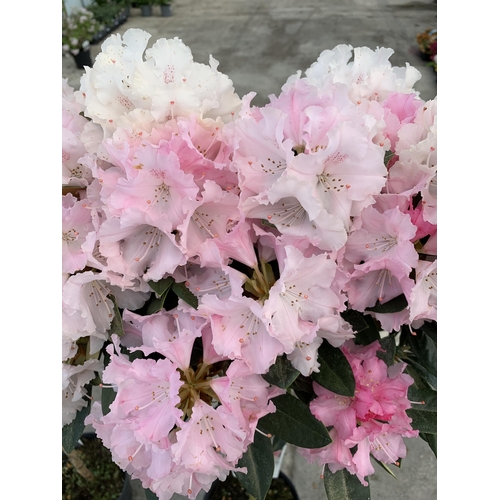 126 - TWO RHODODENDRON TINA HEINJE IN 7.5 LTR POTS + VAT