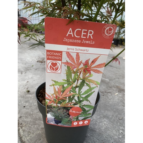 128 - TWO ACER JAPANESE JEWELS JERRE SCHWARTZ IN 3 LTR POTS + VAT