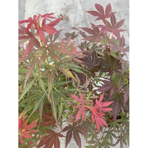 128 - TWO ACER JAPANESE JEWELS JERRE SCHWARTZ IN 3 LTR POTS + VAT