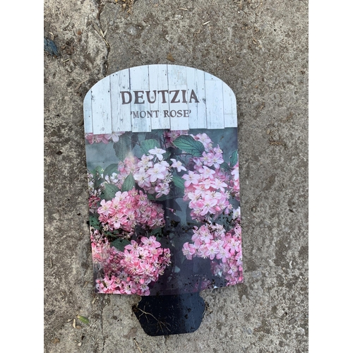 129 - TWO DEUTZIA MONT ROSE PLANTS SIZE C-5 + VAT