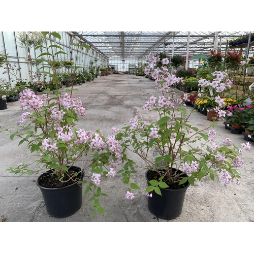 129 - TWO DEUTZIA MONT ROSE PLANTS SIZE C-5 + VAT