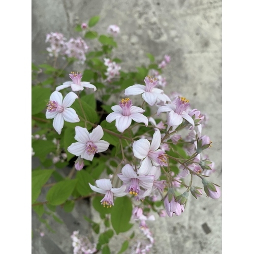 129 - TWO DEUTZIA MONT ROSE PLANTS SIZE C-5 + VAT