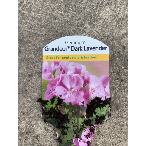 130 - EIGHT GERANIUM GRANDEUR DARK LAVENDER  + VAT