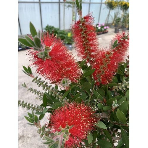 136 - TWO STANDARD CALLISTEMON SPLEN IN 10 LTR POTS + VAT