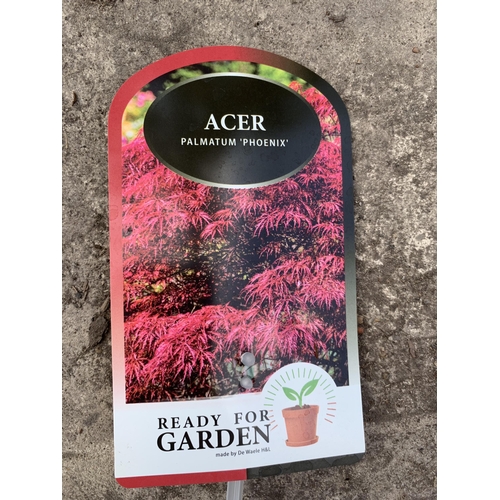 140 - TWO ACER PALMATUM PHOENIX IN 3 LTR POTS + VAT