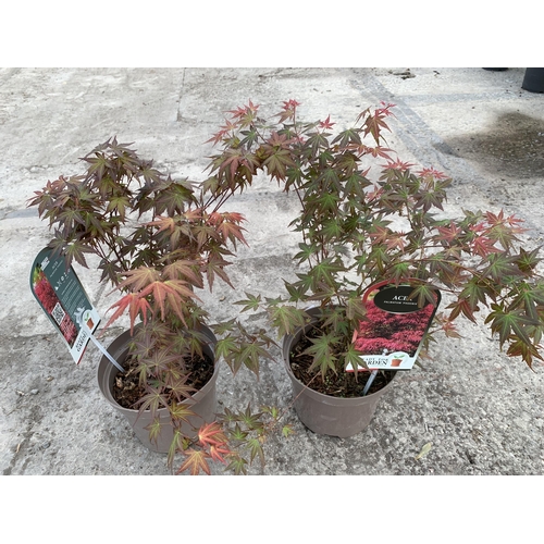 140 - TWO ACER PALMATUM PHOENIX IN 3 LTR POTS + VAT