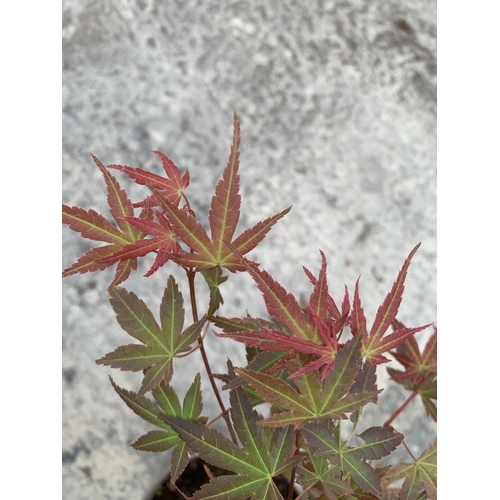 140 - TWO ACER PALMATUM PHOENIX IN 3 LTR POTS + VAT