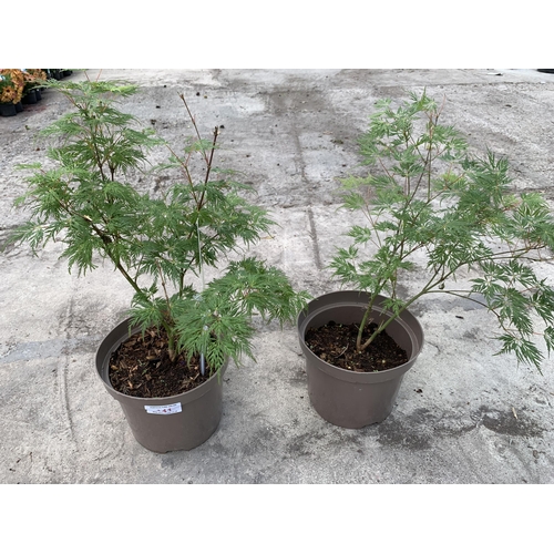 141 - TWO ACER PALMATUM EMERALD LACE IN 3LTR POTS + VAT