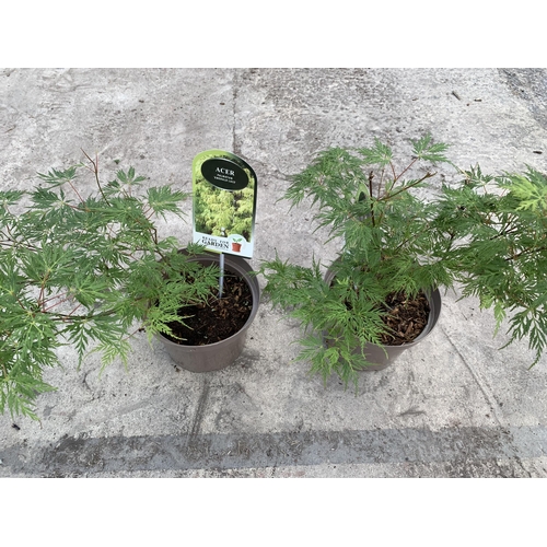 141 - TWO ACER PALMATUM EMERALD LACE IN 3LTR POTS + VAT