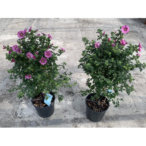 142 - TWO ANISO DONTEA STANDARD TREES WITH PINK FLOWERS +VAT