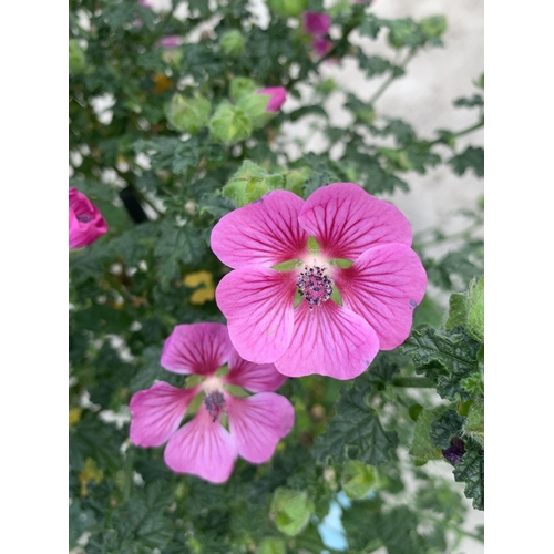 142 - TWO ANISO DONTEA STANDARD TREES WITH PINK FLOWERS +VAT