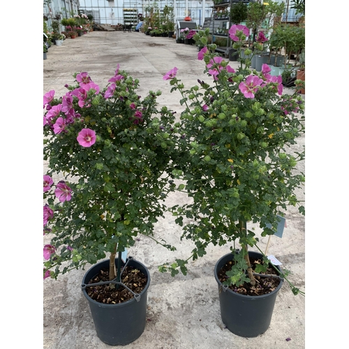 143 - TWO ANISO DONTEA STANDARD TREES WITH PINK FLOWERS + VAT