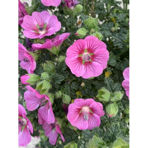 143 - TWO ANISO DONTEA STANDARD TREES WITH PINK FLOWERS + VAT