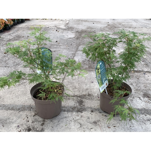 144 - TWO ACER PALMATUM EMERALD LACE IN 3LTR TUBS + VAT