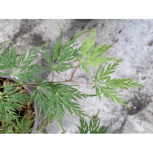 144 - TWO ACER PALMATUM EMERALD LACE IN 3LTR TUBS + VAT