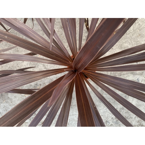 145 - FIVE CORDYLINE RED STAR + VAT