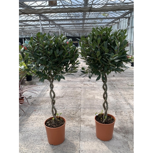 147 - TWO LAURUS NOBILIS STANDARD BAY TREES WITH DOUBLE SPIRAL STEMS 145CM HIGH IN 7.5 LTR POTS + VAT