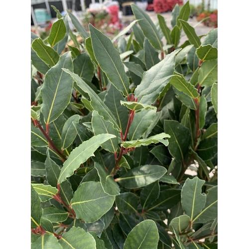 147 - TWO LAURUS NOBILIS STANDARD BAY TREES WITH DOUBLE SPIRAL STEMS 145CM HIGH IN 7.5 LTR POTS + VAT