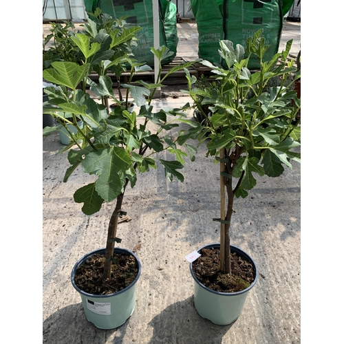 149 - TWO FICUS CARICA (FIG) APPROX 70CM HIGH +VAT