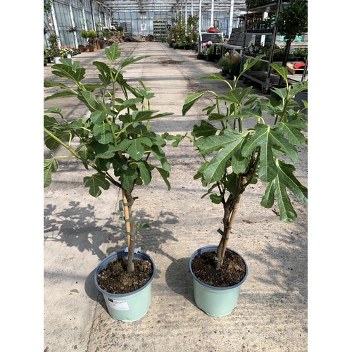 150 - TWO FICUS CARICA (FIG) APPROX 70CM HIGH +VAT