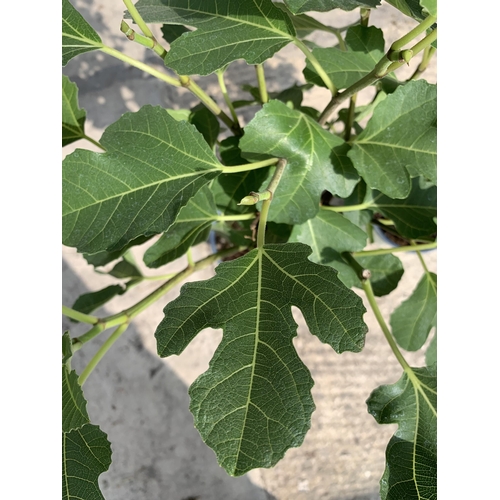 150 - TWO FICUS CARICA (FIG) APPROX 70CM HIGH +VAT