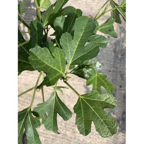 150 - TWO FICUS CARICA (FIG) APPROX 70CM HIGH +VAT