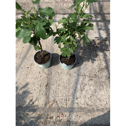 151 - TWO FICUS CARICA (FIG) APPROX 70CM HIGH +VAT