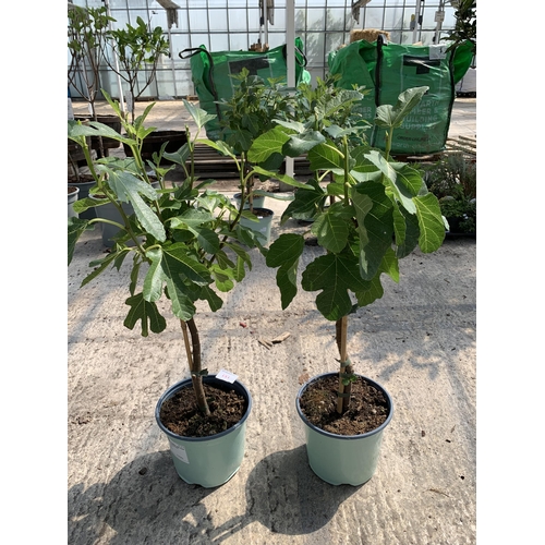 151 - TWO FICUS CARICA (FIG) APPROX 70CM HIGH +VAT