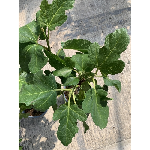 151 - TWO FICUS CARICA (FIG) APPROX 70CM HIGH +VAT