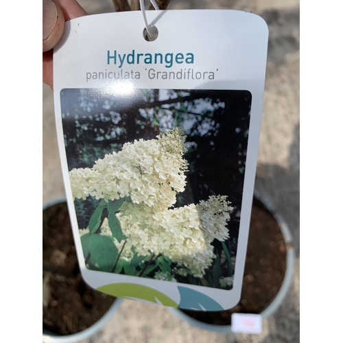 152 - TWO STANDARD HYDRANGEAS PANICULATA GRANDIFLORA APPROX 110CM HIGH + VAT