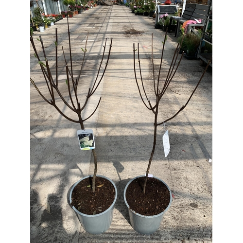 153 - TWO STANDARD HYDRANGEAS PANICULATA GRANDIFLORA APPROX 110CM HIGH + VAT