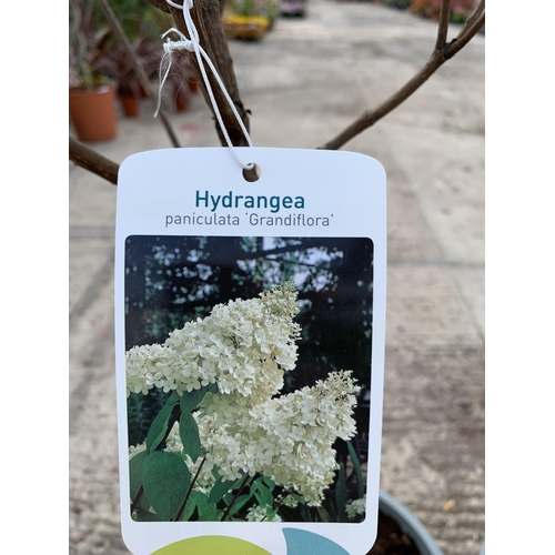 154 - TWO STANDARD HYDRANGEAS PANICULATA GRANDIFLORA APPROX 110CM HIGH + VAT