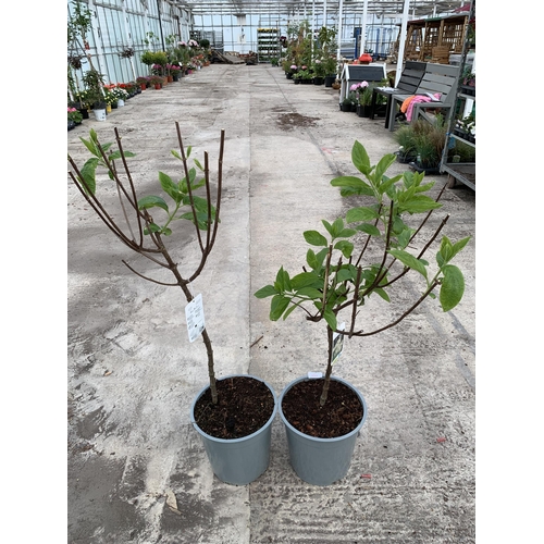 155 - TWO STANDARD HYDRANGEAS PANICULATA GRANDIFLORA APPROX 110CM HIGH + VAT