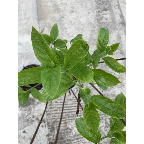 155 - TWO STANDARD HYDRANGEAS PANICULATA GRANDIFLORA APPROX 110CM HIGH + VAT