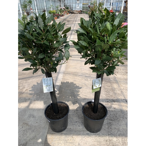 156 - TWO STANDARD LAURUS TREES (BAY) +VAT