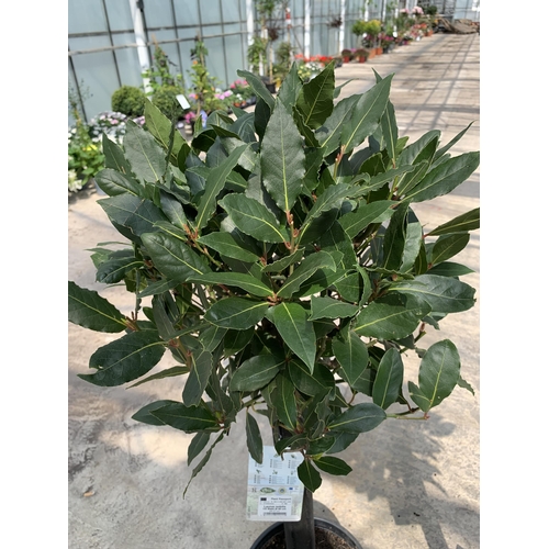 156 - TWO STANDARD LAURUS TREES (BAY) +VAT