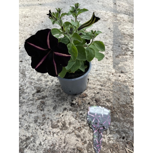 157 - THIRTY CASCADIAS PETUNIA PLANTS - PINSTRIPE AND RIM VIOLET +VAT