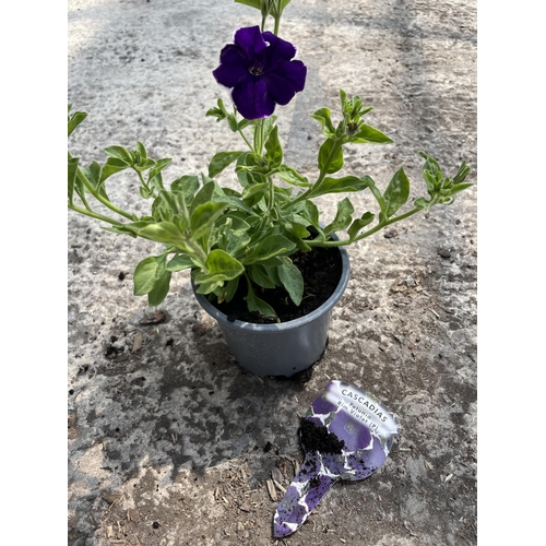 157 - THIRTY CASCADIAS PETUNIA PLANTS - PINSTRIPE AND RIM VIOLET +VAT