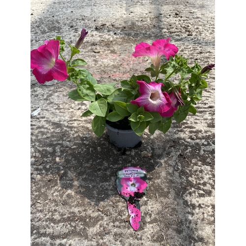 158 - THIRTY PETUNIA PLANTS FANFARE ROSE RIM AND VIVA DOUBLE PURPLE VEIN + VAT