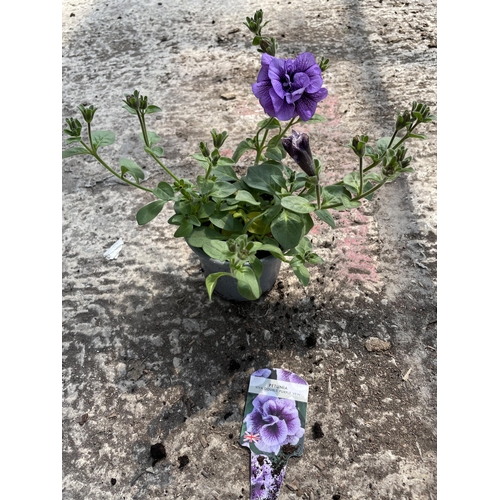 158 - THIRTY PETUNIA PLANTS FANFARE ROSE RIM AND VIVA DOUBLE PURPLE VEIN + VAT